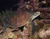 Sleepy Green Turtle