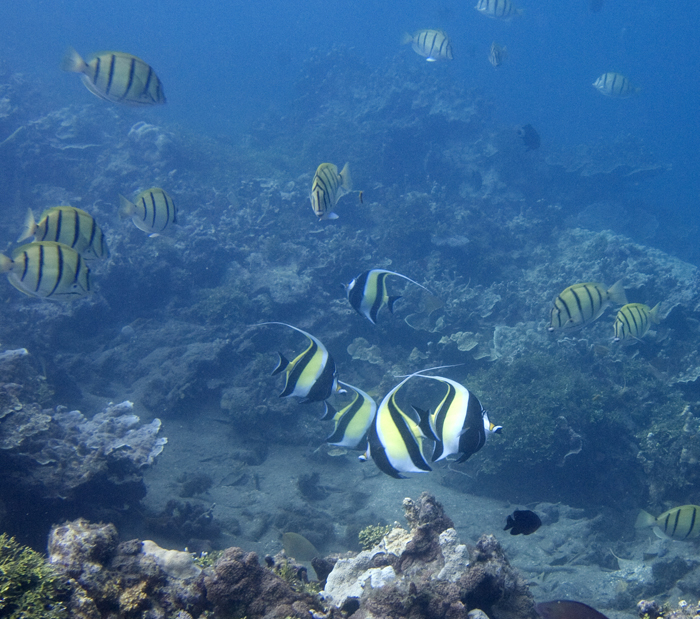 Moorish Idols