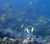 Moorish Idols