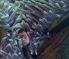 Magnificent Anemone and Commensal Fish by Katrina Adams