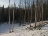 Birches at Sunrise by Katrina Adams