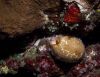 Map Cowrie Out for a Walk