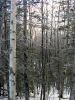 Early Morning Frost by Katrina Adams