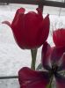 Winter Tulips by Katrina Adams