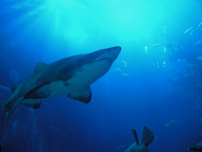 The Deep