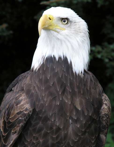 Eagle