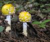 Yellow mushrooms