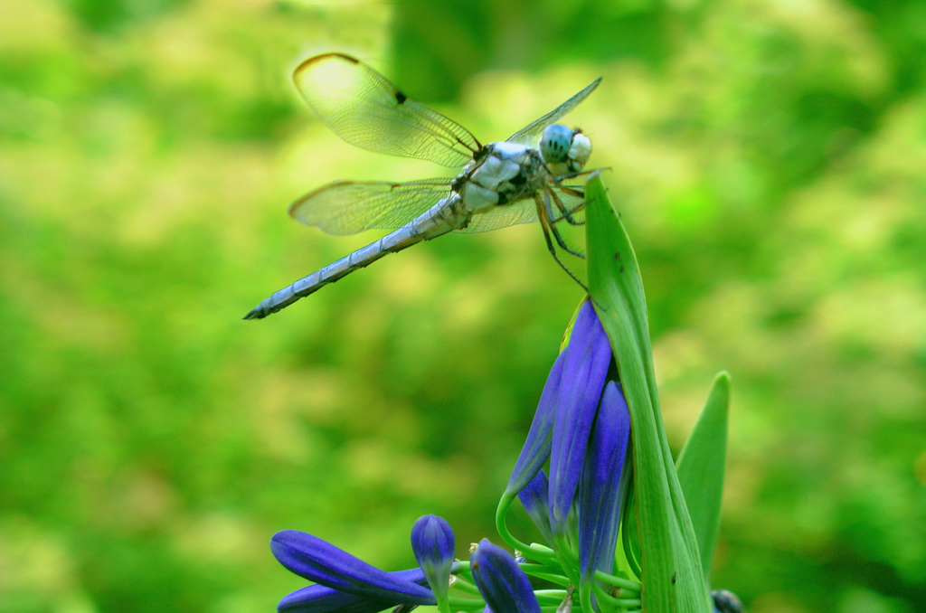 Blue Dragonfly