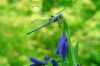 Blue Dragonfly