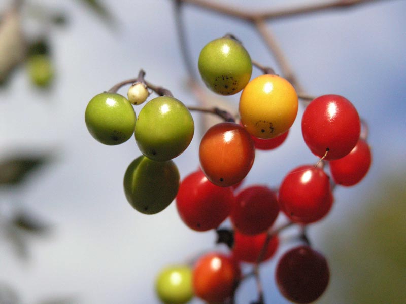 Wild Berries