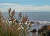 Beachgrass and Surf