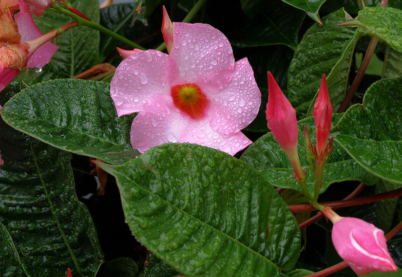 Flower In The Rain