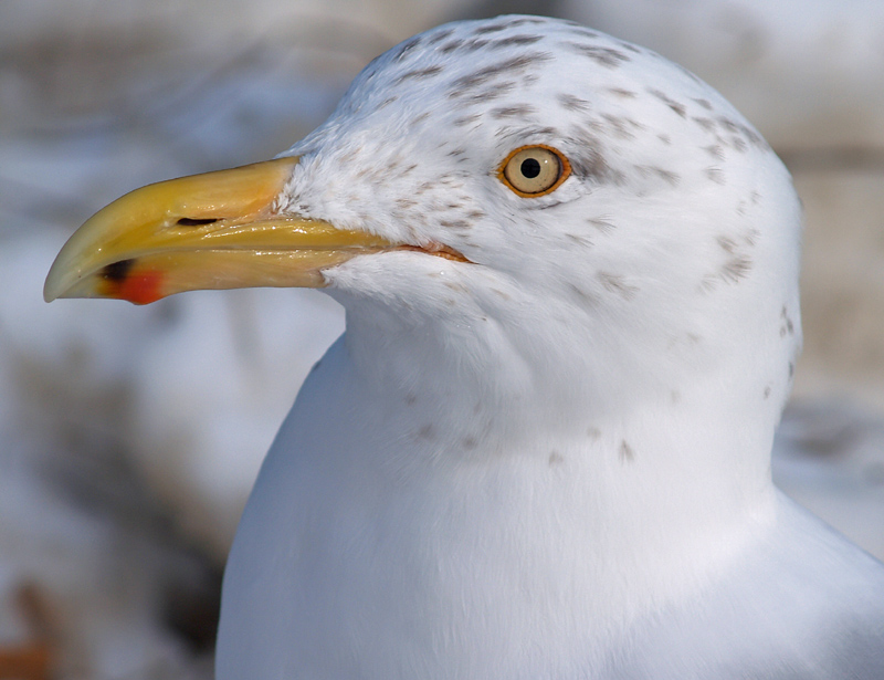 Maine Dumpduck