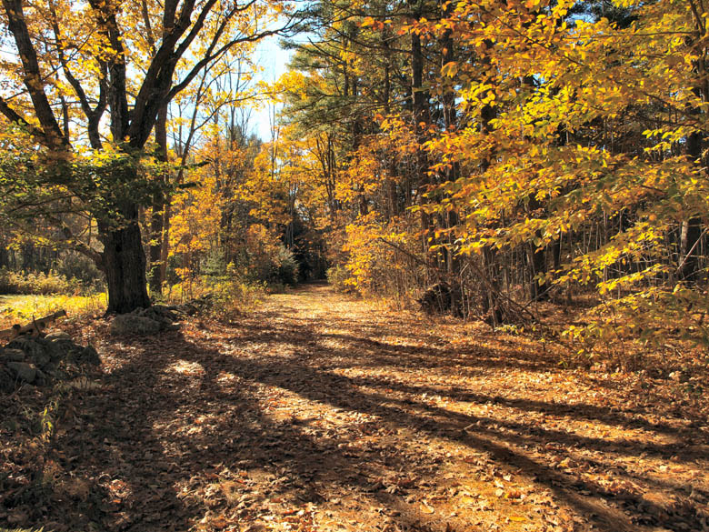 Old Woods Road