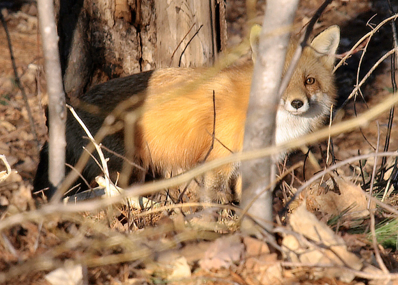 Hunting For Dinner