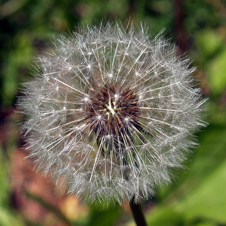 Short Lifespan
