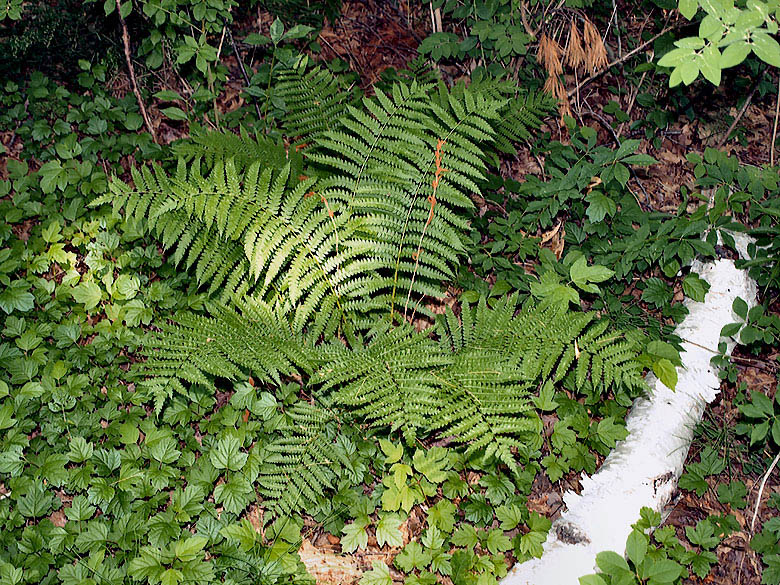 A Little Green