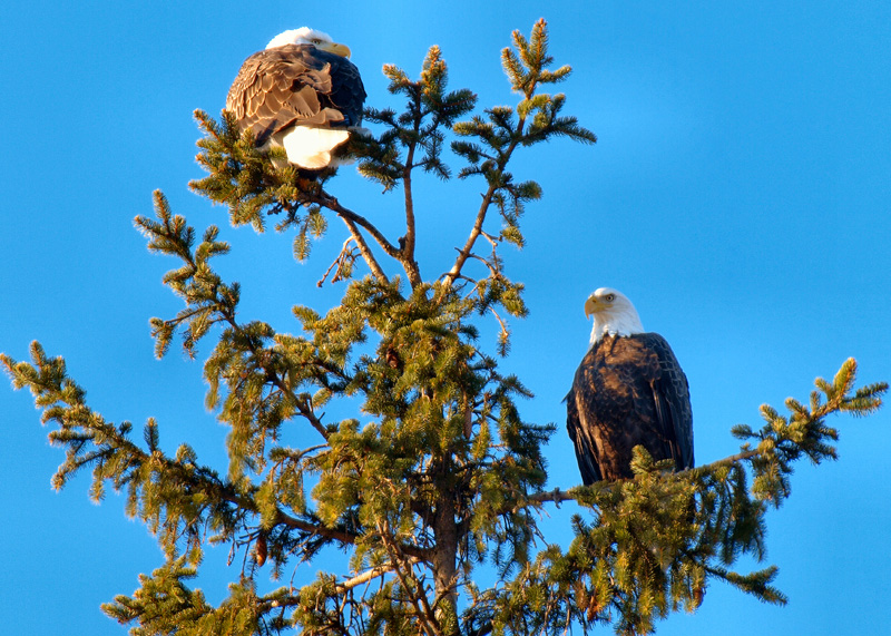 Eagles 2