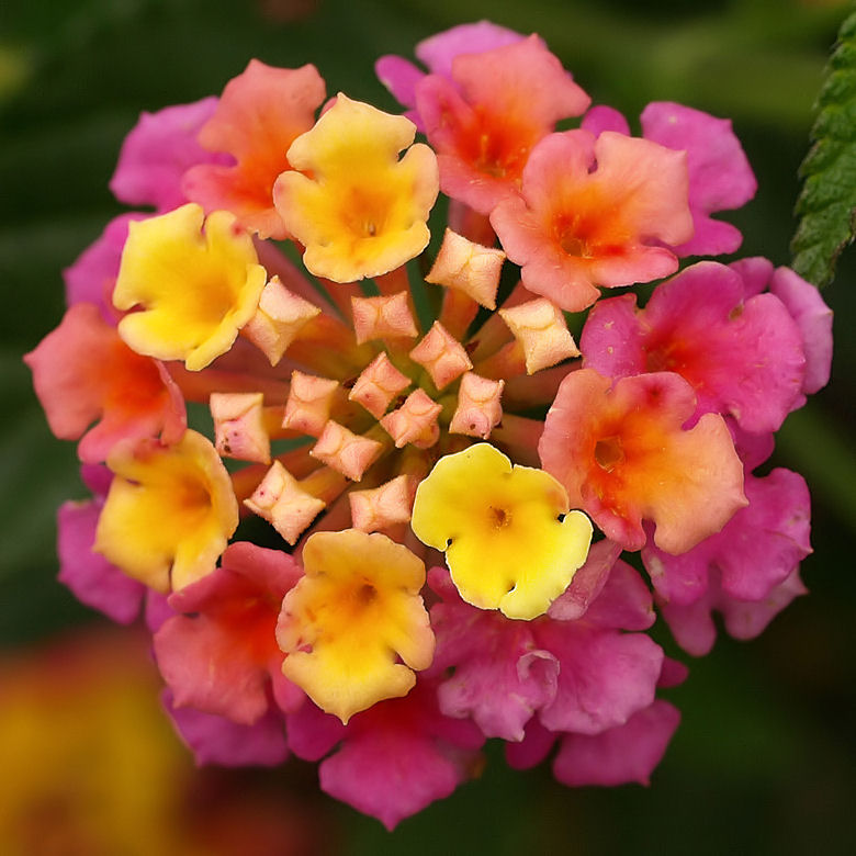 Strange Flower