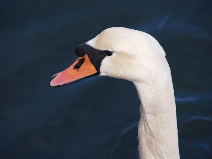 Winter Swan