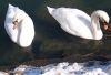 Winter Swans