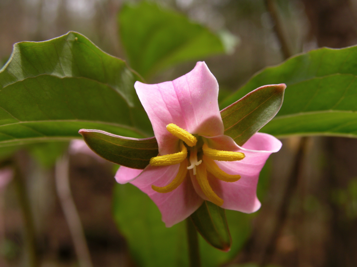 Tennessee wildflower - Trillium
