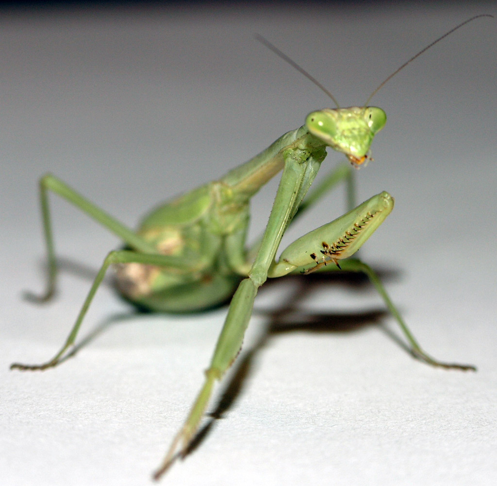 Mantis3