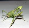 Mantis3 by Rich Campbell