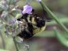 Fuzzy Bee by Rich Campbell