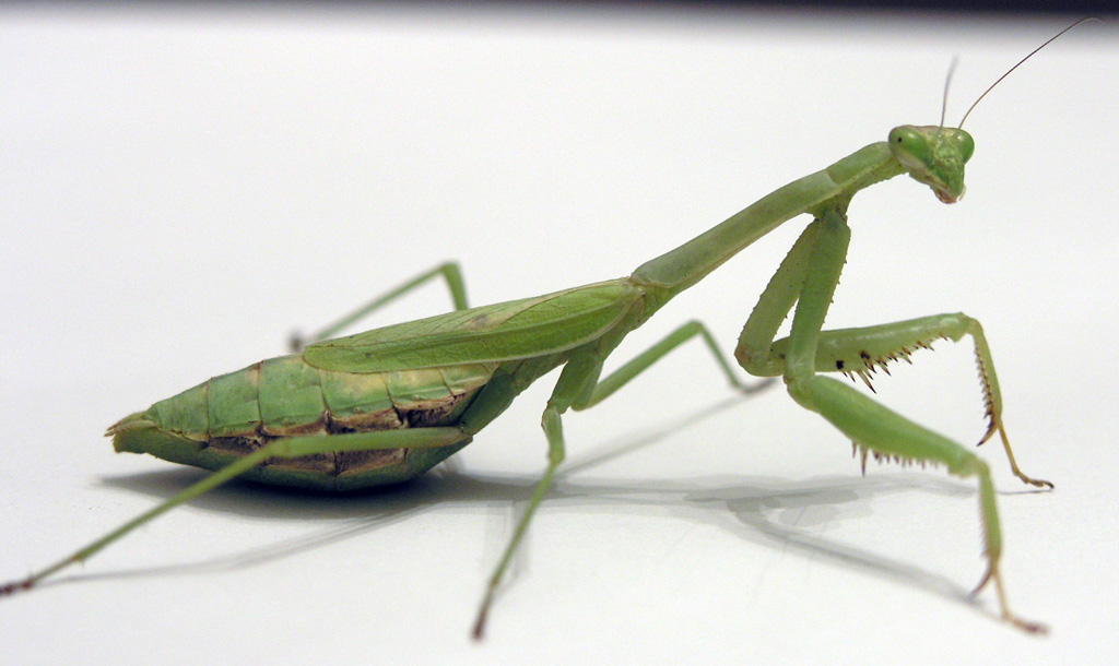 Mantis1