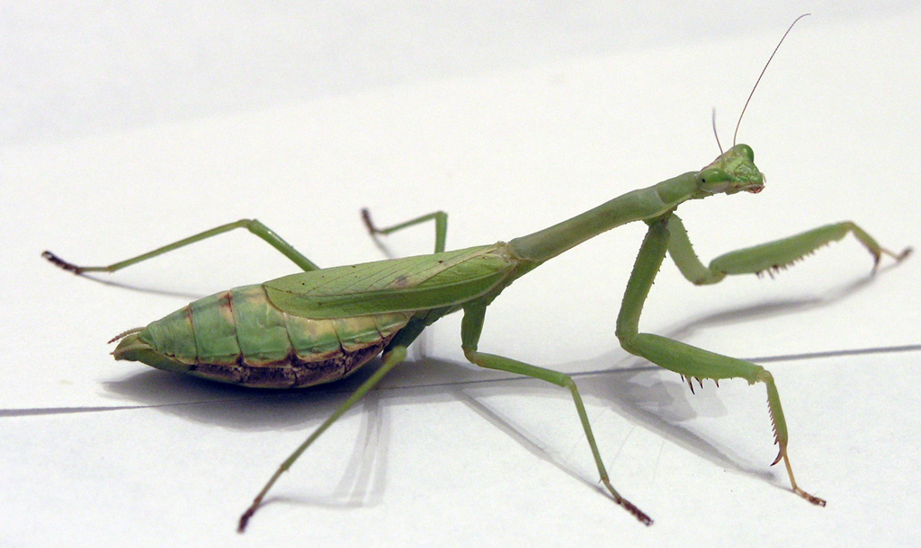 Mantis2