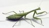 Mantis2 by Rich Campbell