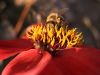 Bee in Red