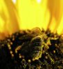 Wasp eating Sunflower by Stephan Wiesner