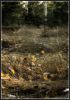 Grass by Jeroen Hartings