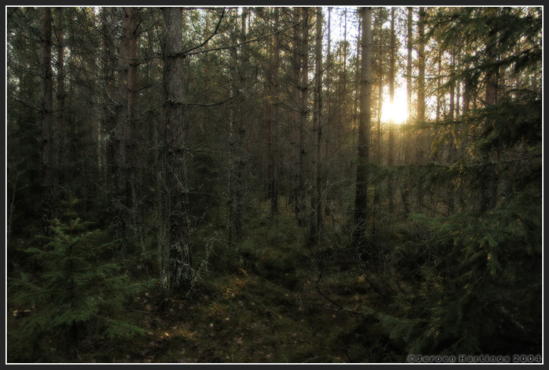 Dark woods with sunspot