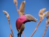 Magnolia Bud by Gary Stallones