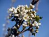 Plum Blossums by Gary Stallones