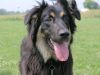 Dogpark Buddy by Jim Sabatke