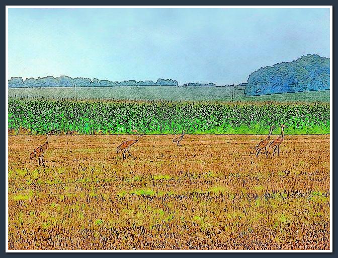 Sandhill Cranes