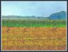 Sandhill Cranes by Jim Sabatke