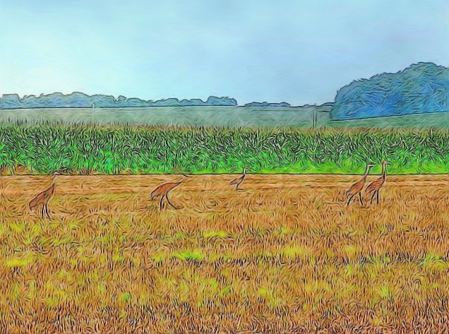 Painted Cranes