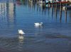 Swans in Nakskov Harbor by Jim Sabatke