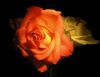 Rose by Al Lewis