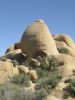 Joshua Tree-Skull Rock by Al Lewis