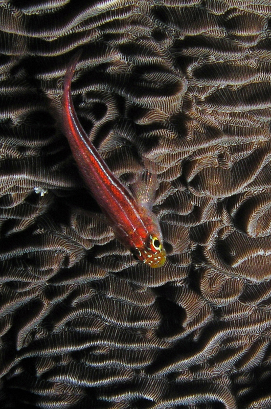 pescetto