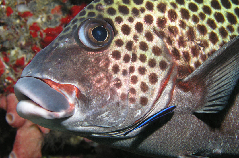 sweetlips