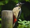 Great Spotted Woodpecker - Male by Albert Conroy