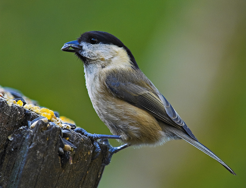 A Greedy Willow Tit