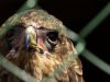 Bataleur Eagle